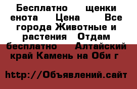 Бесплатно !!! щенки енота!! › Цена ­ 1 - Все города Животные и растения » Отдам бесплатно   . Алтайский край,Камень-на-Оби г.